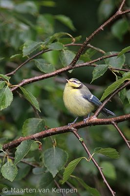 Eurasian blue tit (Cyanistes caeruleus)