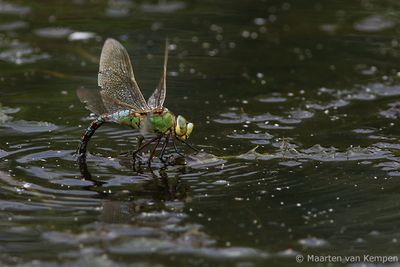 Emperor dragonfly  (Anax imperator)