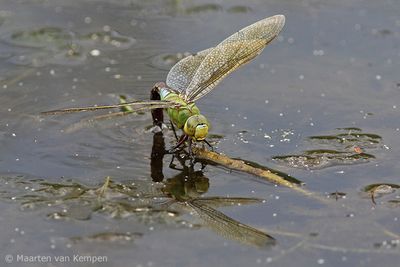Emperor dragonfly  (Anax imperator)