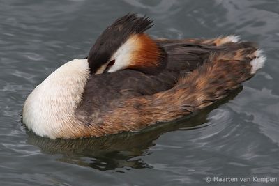 Great crested grebe (Podiceps cristatus)