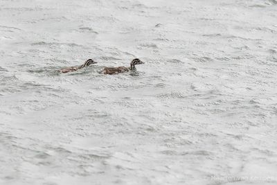 Great crested grebe