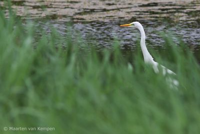 Great white heron (Egretta alba)