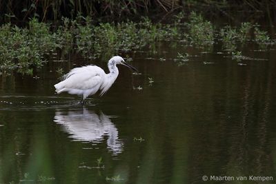 Little egret (Egretta garzetta)