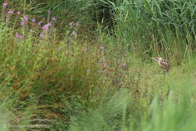 Eurasian bittern (Botaurus stellaris)