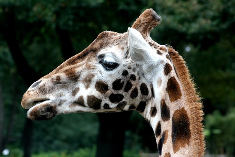 Zoo Emmen Netherlands
