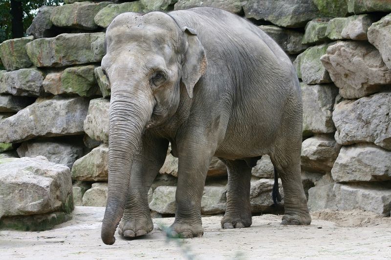 Zoo Emmen Netherlands