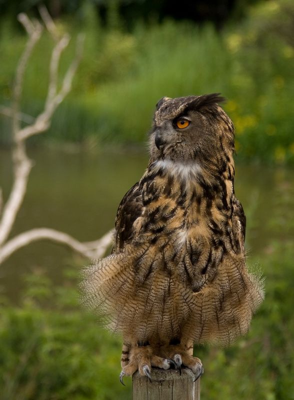 Avifauna_5417