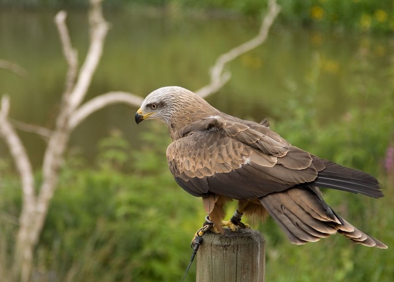 Avifauna_5442