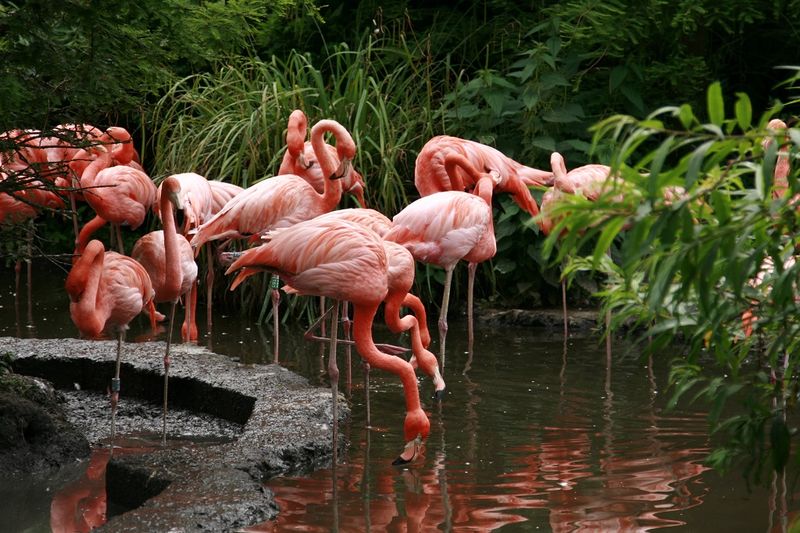 Animals