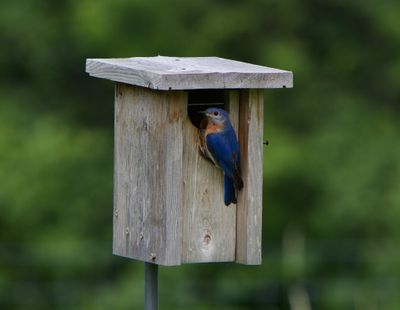 bluebird_checking_kids.jpeg