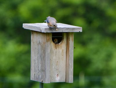 bluebird_mom.jpeg
