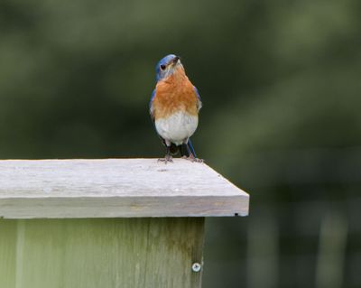 galefarm_bluebird1.jpeg