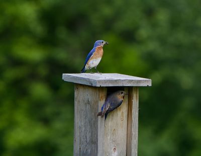 galefarm_bluebirds.jpeg