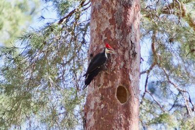 pileated woodpecker.jpeg
