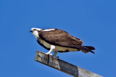 Osprey_1.jpeg