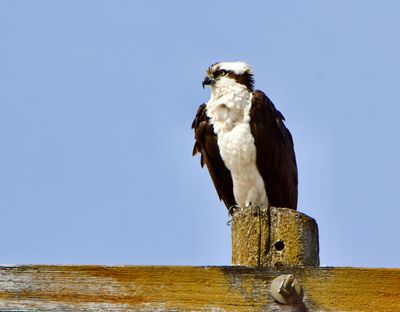Osprey_2.jpeg