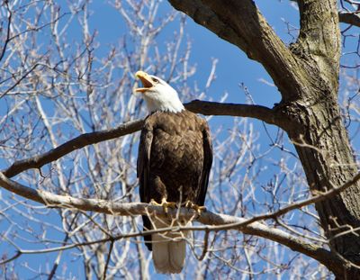 eagle_cry