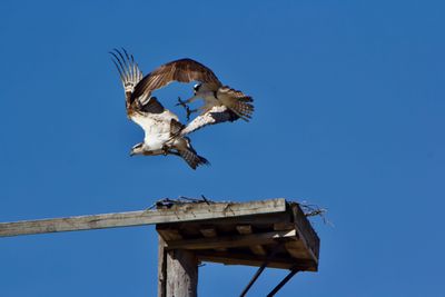 birding_photos