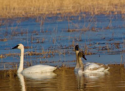 Fall Swan Family