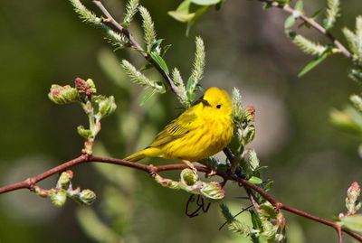 Spring Warbler