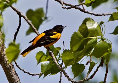 Oriole