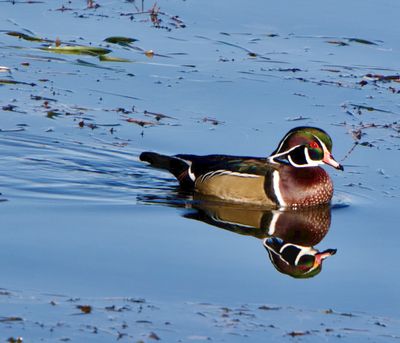 Creek Woody