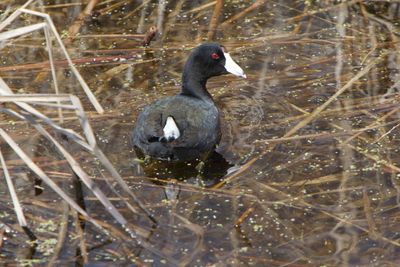 Coot