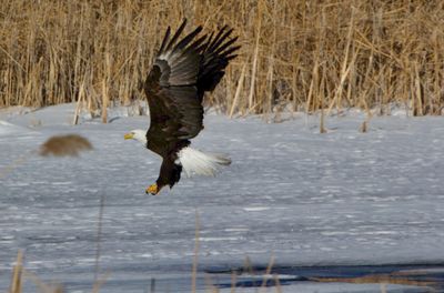 Creek Eagle