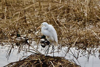 White Egret