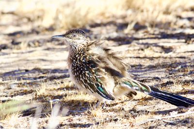 Road runner 2