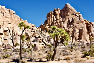 Joshua Tree Nat Park