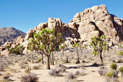 Joshua Tree Nat Park 2