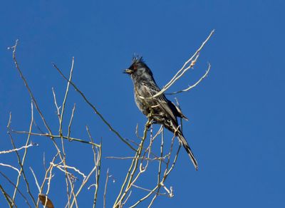 Phainopepla