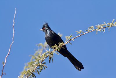 Phainopepla 2