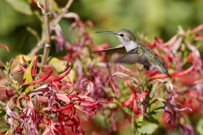 Palm Springs Humming Bird