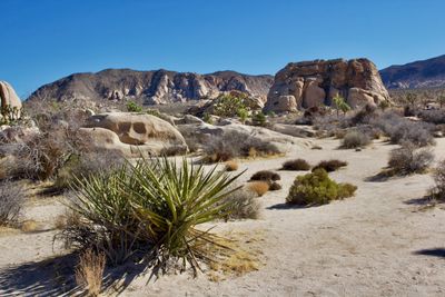 Joshua Tree Nat Park 3