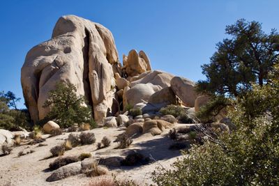 Joshua Tree Nat Park 4