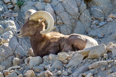 Joshua Tree Goat