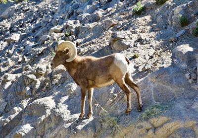 Joshua Tree Goat 2