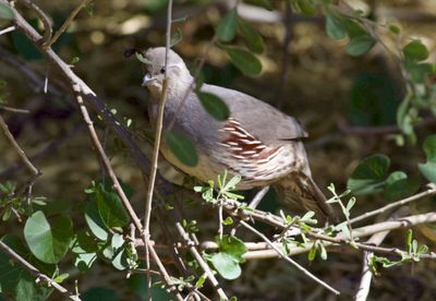 Palm Springs Quail