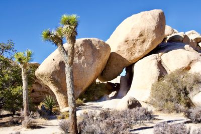 Joshua tree Nat Park 6