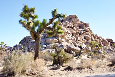 Joshua Tree Nat Park 7
