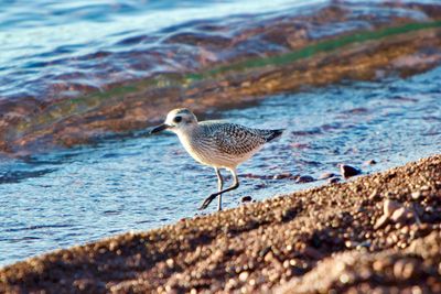 Superior Shores 2