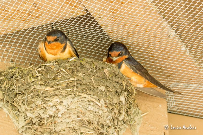 Hirondelle rustique