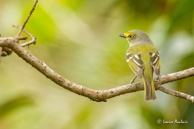Viro aux yeux blancs - White-eyed Vireo