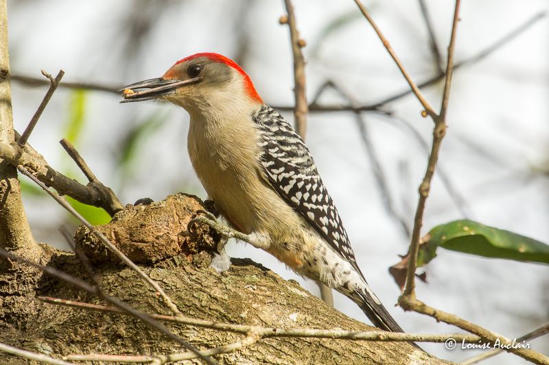 Pic  ventre roux - Red-bellied Woodpecker