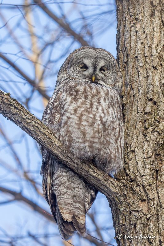 Chouette lapone - Great Gray Owl