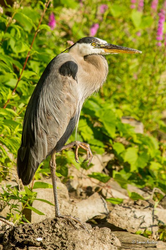 Grand hron  - Great Blue Heron