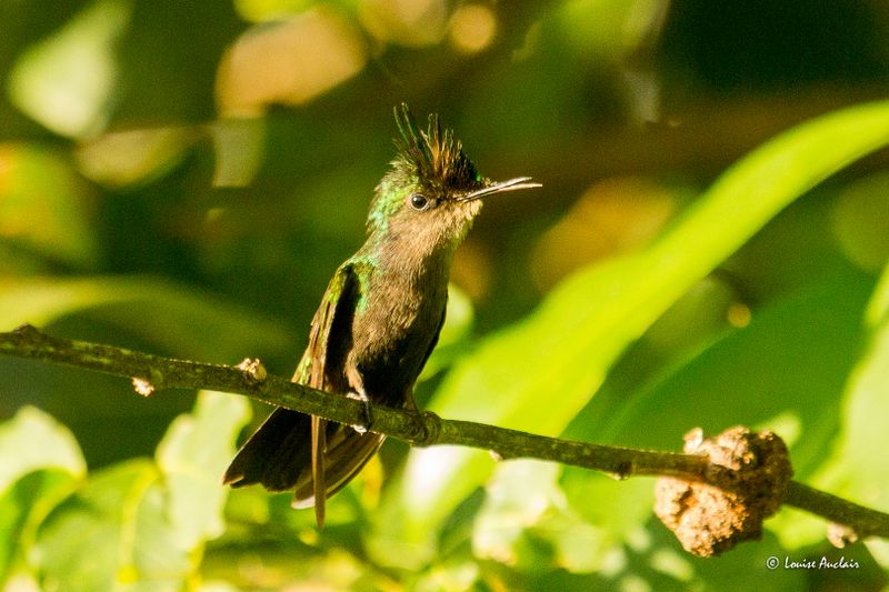 Colibri hupp