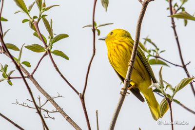 Paruline jaune